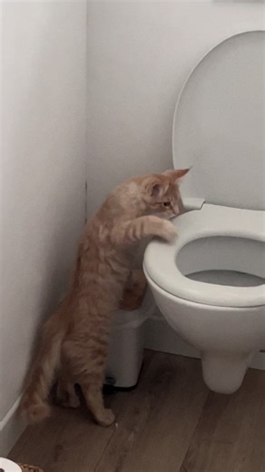 #pourtoi#mainecoonkitten#eau