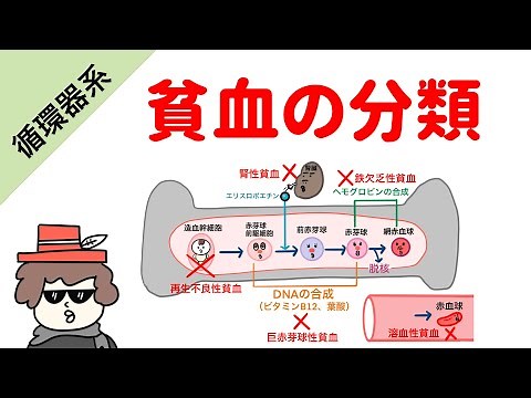 【国試対策】貧血の分類