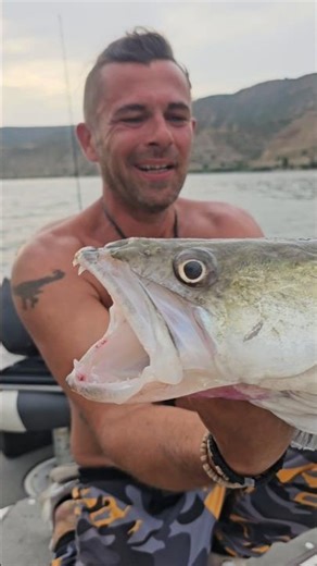 next Sommer 😱 MEGA ZANDER 😱 Rio Ebro #fishing #fish #zanderfishing #angeln #fischen