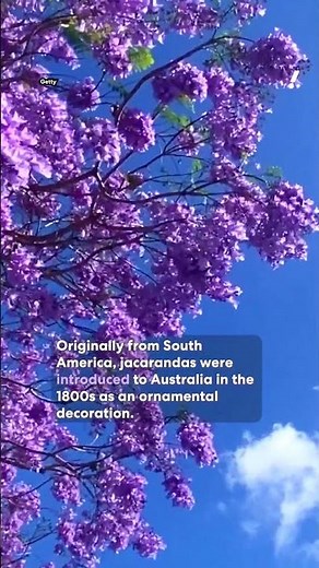 Sinister truth behind iconic jacaranda trees lining suburban Aussie streets | #yahoonewsau