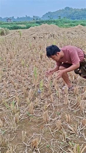 nimble little #shortvideo #viral #animals