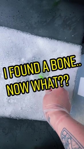 How to clean found skulls: A Bone Cleaning Guide