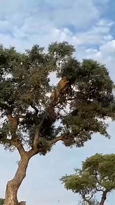 649 reactions · 40 shares | For those looking to book for safari in kenya and Tanzania,don't hesitate to contact. Below is a hungry lion who climbed on a tree to share a prey with a leopard. Unfortunately it didn't end well #discovery #enjoy #adventure #travel #leopard #miracle #wildlife #wildlifephotography #nature #lions | Furaha Sitima Wanje | Facebook