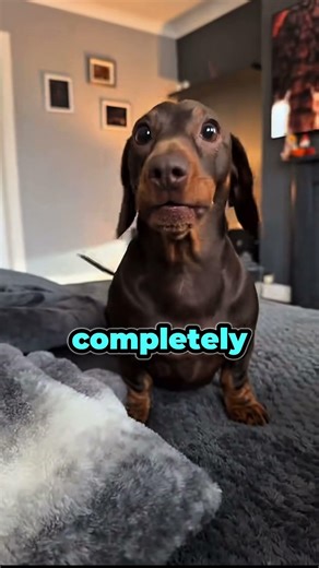 Can dogs see ghosts…?