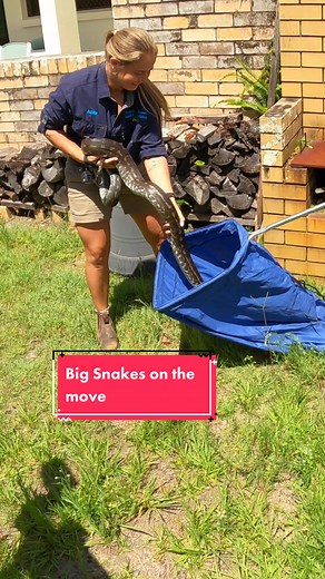 Massive Python Rescue in Australia!