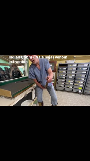 Kentucky Reptile Zoo on Reels