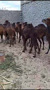 2.1K views · 27 reactions | بسم الله ماشاء الله تبارك الرحمن موجود ١٣قعود مغربي أصلي للبيع للتواصل 01208908484 01018545647 #سوقنا_كل_يوم #محمودابودهر | سوقنا كل يوم | Facebook