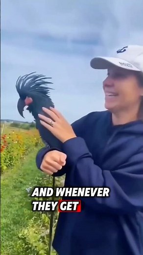 The family Found a helpless palm cockatoo baby and helped it to gain a new life #rescue #cockatoo
