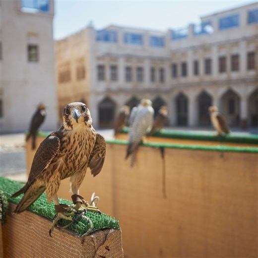 Falconry: Meet the Travel World's Growing Solution to Pigeon Populations