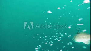 Cod fish on a hook escaping to the depth underwater fishing Norway