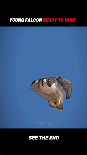 Falcon King Of The Sky #trending #animals #wildlife #falcon