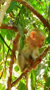 1.1K views · 41 reactions | MG little cute baby Jovi cry and try looking for mom | MonkeyCamp | Facebook