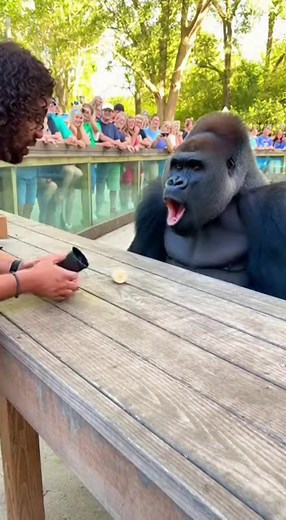 Gorilla Reacts to Incredible Magic Trick with Banana