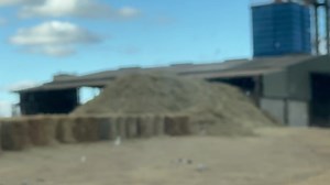 8.9K views · 269 reactions | Kabakang Arnel - Tub grinding of Sorghum Hay. | Adelaide River Farms | Facebook
