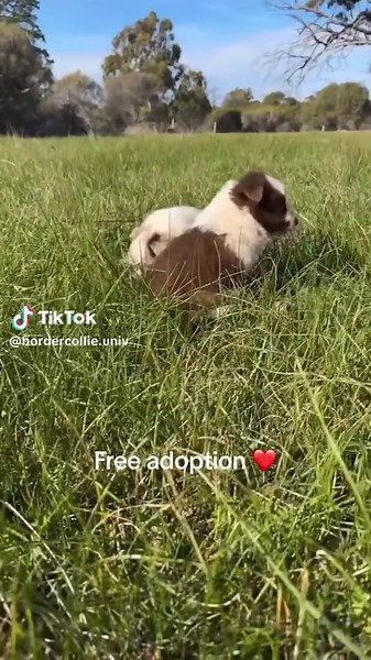 #bordercollie #pet #michigan #pet puppies for adoption ❤️