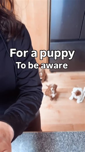 Natali - Family raised Cavapoos in Idaho on Instagram: "Noise desensitization starts early — and moments like this are doing WAY more than you think. By calmly exposing our Cavapoos to everyday sounds (blenders, vacuums, doors, clanking bowls), their nervous systems learn one important lesson: 👉 “This is normal. I’m safe.” ✨ What this creates later in life: • Less reactivity • More confidence in new environments • Lower anxiety around loud or unexpected sounds • Puppies who don’t panic at the v