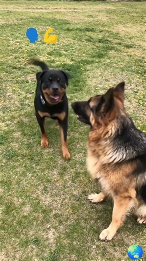 Trained Dogs Watch him bark Tell Rocwellier come Sit by him💪.