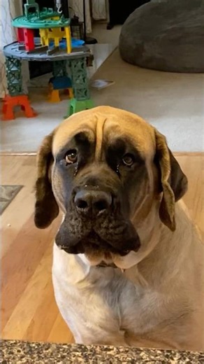 The side eye is so for real 😤 #englishmastiff #mastiff #canecorso #cancersurvivor #dogcancer #puppy