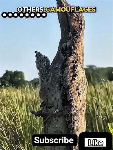 other vs this camouflages #camoflauge #viral