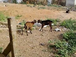 Goat Fighting