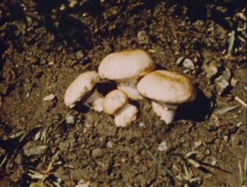 Reproduction In Plants (1958)