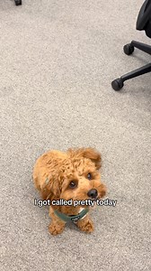 526 reactions | A win is a win  #officedog #puppy #prettyboy #trend #cute | VitaPet New Zealand | Facebook