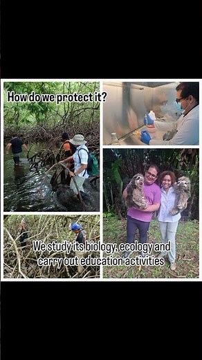 Happy International Sloth Day with Pygmy Sloth Project! #internationalslothday
