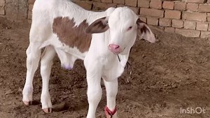 Understanding Young Calves: Care and Characteristics