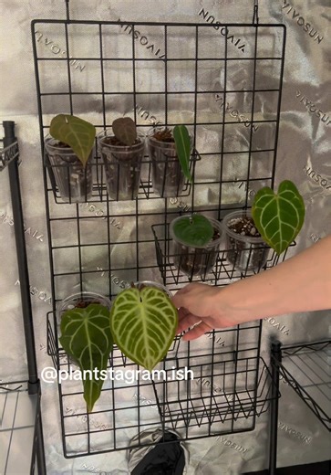 Anthurium Grow Tent Setup for Healthy Plants