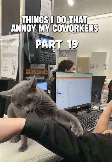 🐾 Settle the great pita bread debate! Who ate Ariel’s bread? 🍞 Dr. George or Kellen 🧐 #cat #cliniccat #annoyingcoworker #veterinarian #vetmed