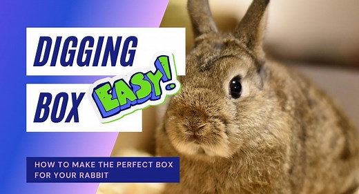 How To Make The Perfect Rabbit Digging Box For Indoor And Outdoor Enrichment • 2025 Ruffle Snuffle