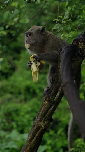Watch These Hungry Monkeys Enjoy Their Food