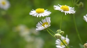 Flowers, Close Up, Nature. Free Stock Video