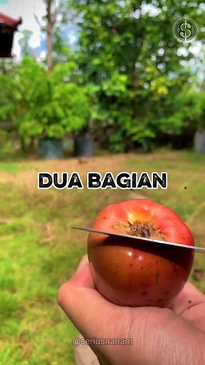 Kenapa yang katanya buah semu di jambu mete itu bisa lebih gede dan lebih menarik (indah) ketimbang buah sejatinya ?? Bukannya yang harusnya lebih indah, menarik dan.... Itu yang sejati ya 😂 Nah begini penjelasannya ‼️ #seriusnanam #kacangmete #jambumete #jambumonyet | Lo He Sugimen