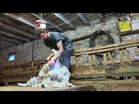 Elevage de chèvres angora en Corrèze