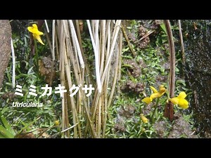 『あなたの知らない食虫植物の世界』〜動画で紹介「ミミカキグサ」〜