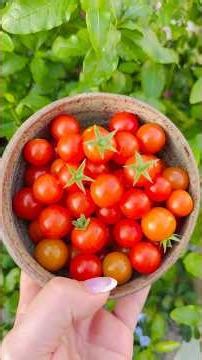 Harvest my Super Sweet 100 tomatoes with me 🍅 This is the 3rd harvest of the week off one plant!
