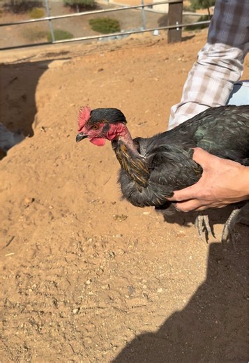 Exploring Rancho Market and Gallinas Peluca