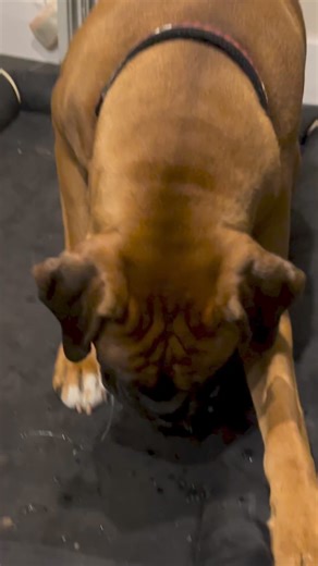 Mission accomplished!! #dog #reelsviralシ #virals #boxerpuppies #boxerdog #boxerdogcentral #boxerdogsofinstagram #boxerpuppy #boxerdogfans #boxergram #boxerdogs #boxerclub #boxerpup #boxerfamily | Boxer Fans