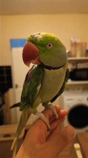 my alexandrine parrot is acctually mad