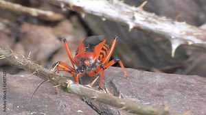 Rote Mordwanze (Rhynocoris iracundus)