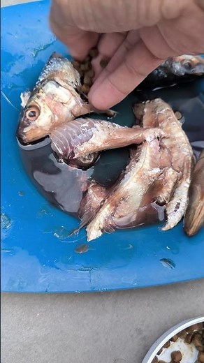 COMO DAR REMÉDIO PRA PEIXE GRANDE