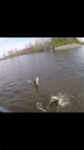 Double jump smallmouth on lake champlain vermont