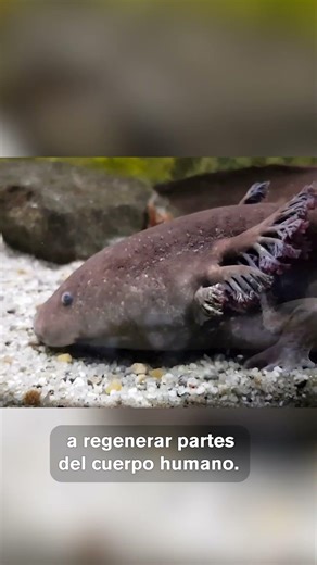 Axolotl: The Aztec legend and the wonder of regeneration
