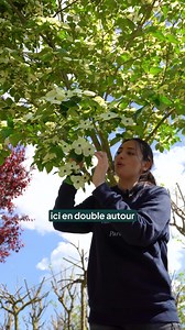 Le Cornus kousa, ou cornouiller du Japon, est un arbuste d’exception qui se distingue par sa floraison spectaculaire au printemps 🤍. Ses grandes bractées blanches (parfois rosées) recouvrent littéralement la plante, créant un effet de nuage floral. En été, il produit de petits fruits rouges décoratifs, puis son feuillage se pare de superbes teintes rouges et pourpres à l’automne 🍂. Rustique et élégant, il aime les sols frais et bien drainés, et se plaît aussi bien au soleil qu’à la mi-ombre. P