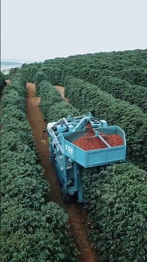 harvesting Arabica coffee assisted by modern machinery#fyp #agriculture #pertaniankopi #jangkauanlua