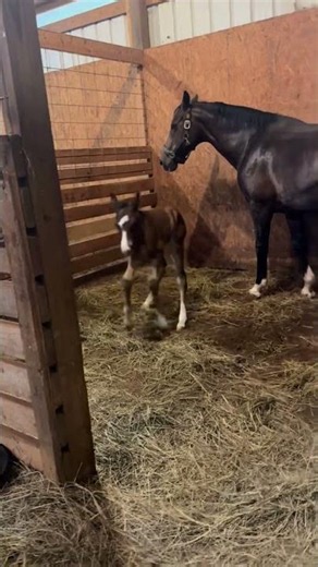 Black Mom & Her Beautiful Red Baby ❤️ | Unbreakable Horse Bond #animals