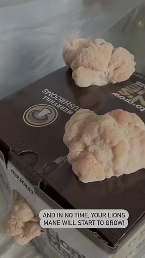 Lions Mane Mushroom Growing Kit Setup Guide