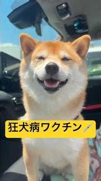 試練の日🐕💉#柴犬 #豆柴 #shibainu #犬 #犬のいる暮らし #shorts