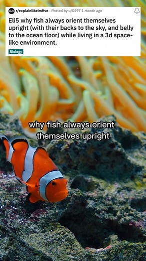 How do fish stay upright? #eli5 #edutok #thexplainerco #explainlikeim5 #funfacts #explainlikeimfive #fish | TheXplainer